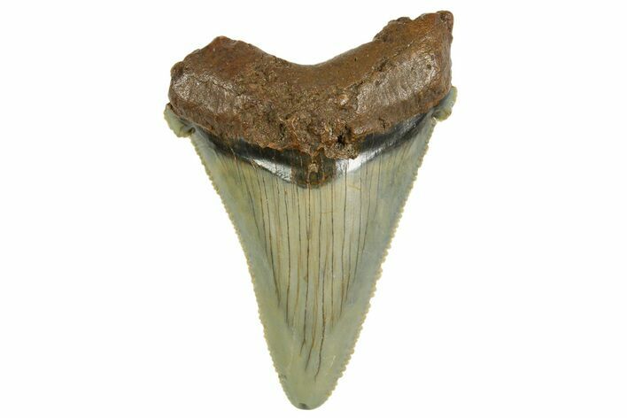 Serrated Angustidens Tooth - Megalodon Ancestor #368639